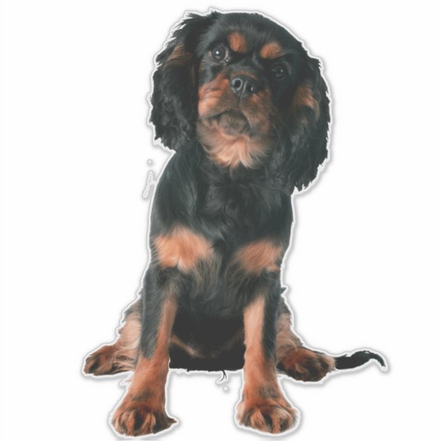 Pegatina Cavalier King Charles Spaniel Perro Cachorro (Anverso)