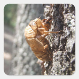 Pegatina Cicada Shell