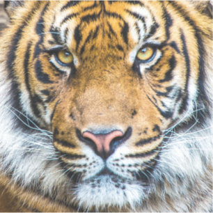 Pegatina Cierre de la cara del tigre