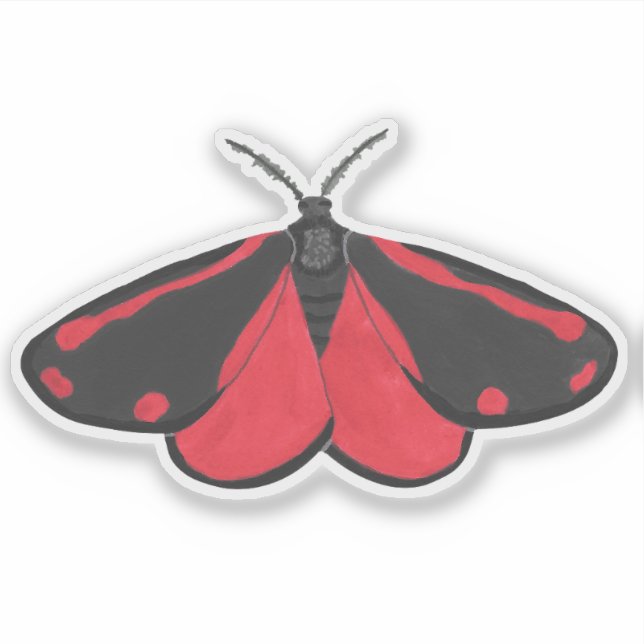 Pegatina Cinnabar Moth (Anverso)