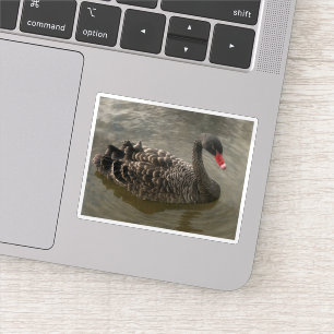 Pegatina Cisne negro