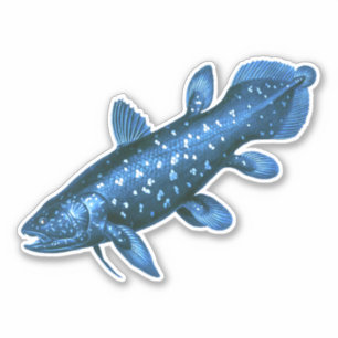 Pegatina Coelacanth