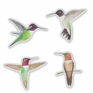 Pegatina Colibríes norteamericanos