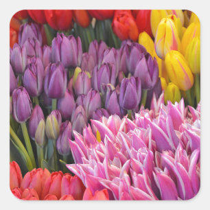 Pegatina colorido de los tulipanes de la primavera