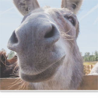 Pegatina Cómico burro sonriente gris