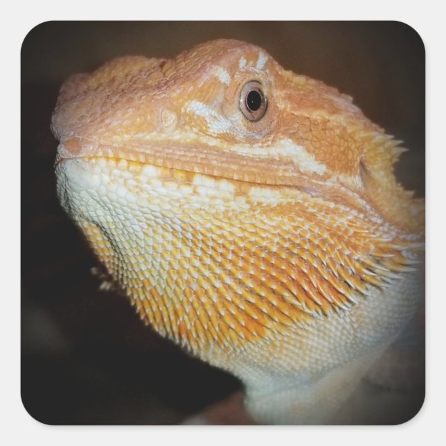 Pegatina con bidón Dragon Lizard (Anverso)