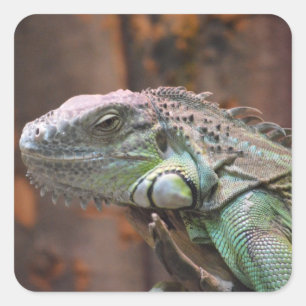 Pegatina con colorida iguana