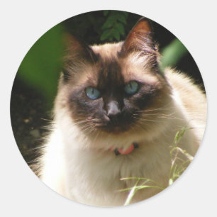 Pegatina con gato hermoso