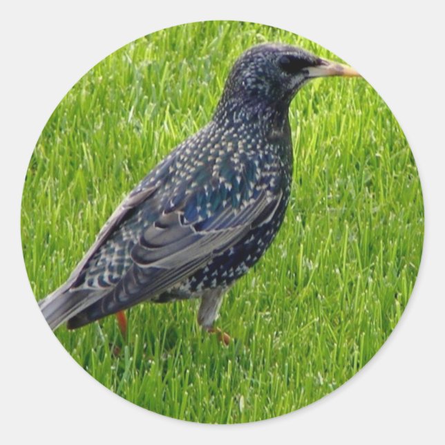 Pegatina con un pájaro pequeño en la hierba (Anverso)