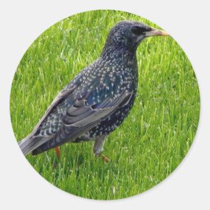 Pegatina con un pájaro pequeño en la hierba