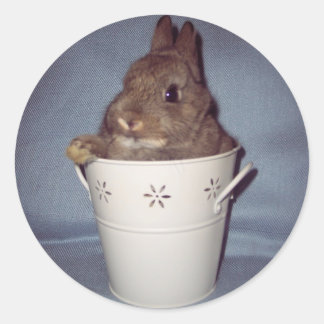 Pegatina Conejo Conejo Conejo Conejo Conejo Conejo