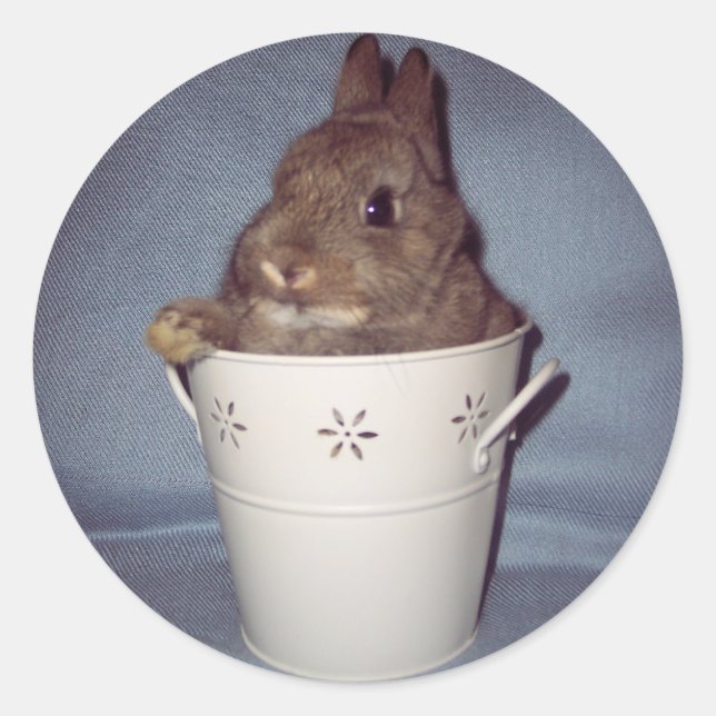 Pegatina Conejo Conejo Conejo Conejo Conejo Conejo (Anverso)