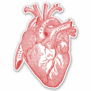 Pegatina Corazón de anatomía humana vintage