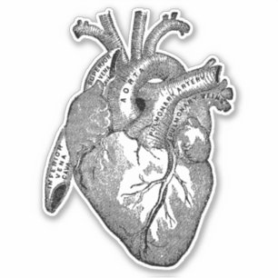 Pegatina Corazón de anatomía humana vintage