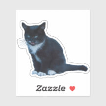 Coro negro Tuxedo sentado