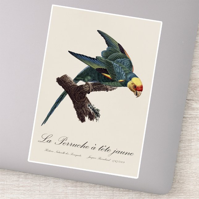 Pegatina Cotorra de Carolina, Conuropsis carolinensis (Carolina parakeet, Conuropsis carolinensis. Sticker)