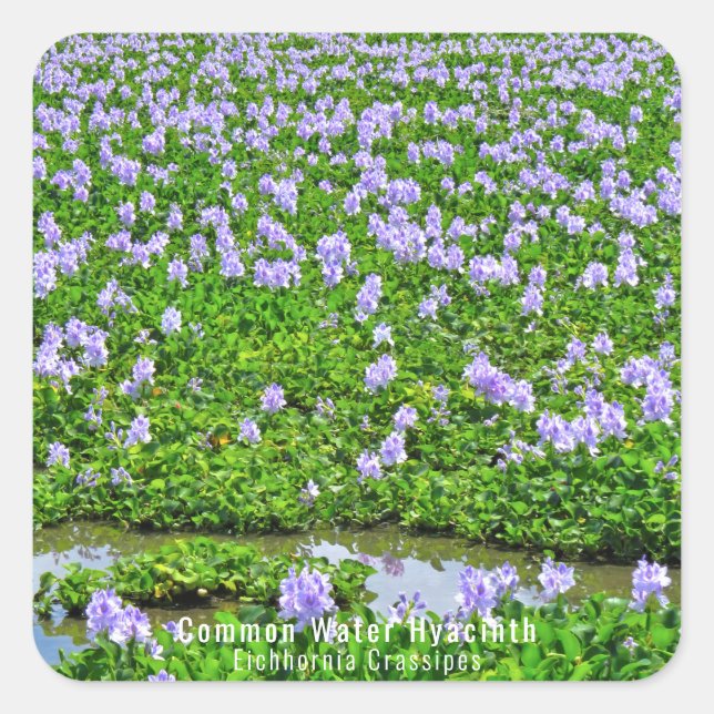 PEGATINA CUADRADA ホ テ ア オ イ(花) (Anverso)