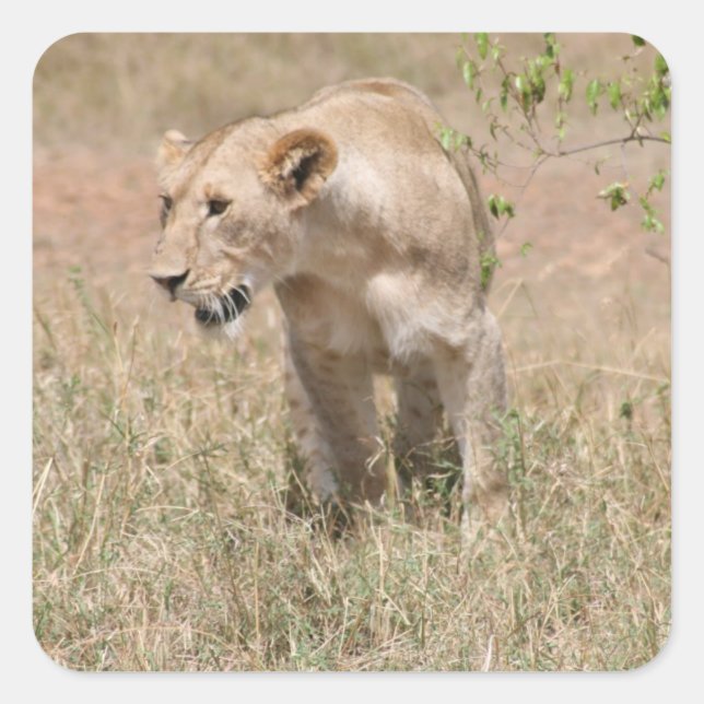 Pegatina Cuadrada 1.ᵉʳ caminata (Anverso)