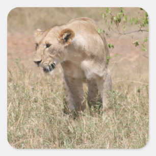 Pegatina Cuadrada 1.ᵉʳ caminata