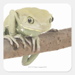 PEGATINA CUADRADA 23568119