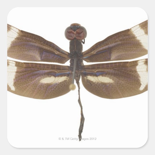 PEGATINA CUADRADA 23599152 (Anverso)