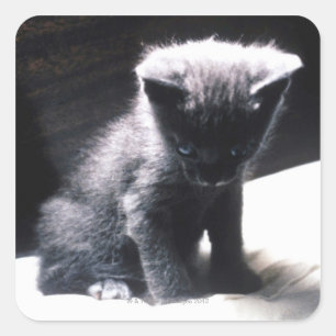 PEGATINA CUADRADA 24117556