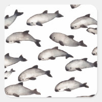 30 delfín vaquita porpoise