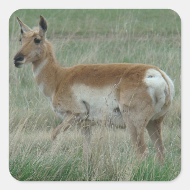 Pegatina Cuadrada A31 Antilope Berrendo Hembra (Anverso)