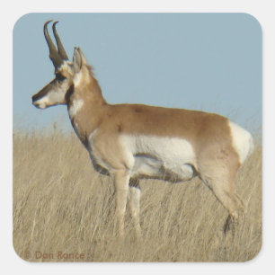 Pegatina Cuadrada A46 Pronghorn Antelope