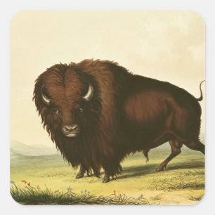 Pegatina Cuadrada A Bison, c.1832