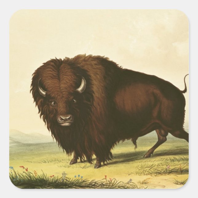 Pegatina Cuadrada A Bison, c.1832 (Anverso)