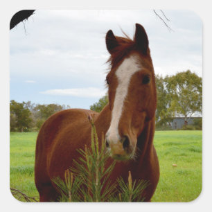 Pegatina Cuadrada "A Whipwhof Nature: A Chestnut Horse and Banksia,