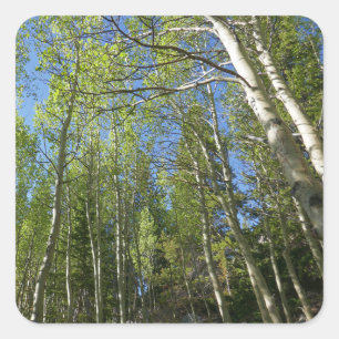 Pegatina Cuadrada Abedules de verano en Rocky Mountain