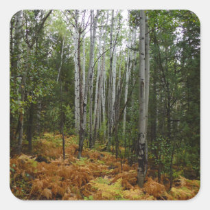 Pegatina Cuadrada Abedules y Helechos de Otoño en Rocky Mountain
