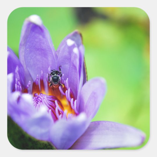 Pegatina Cuadrada Abeja