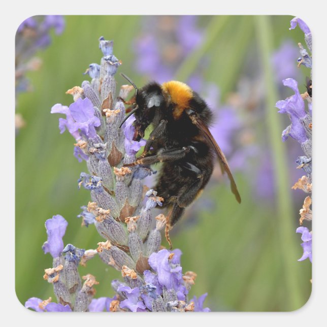 Pegatina Cuadrada Abeja de buey alimentada con flores de lavanda (Anverso)