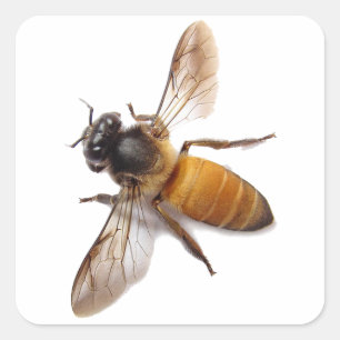 Pegatina Cuadrada Abeja de miel, abejorro, abeja linda