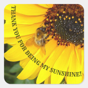 Pegatina Cuadrada Abeja en el girasol eres mi sol