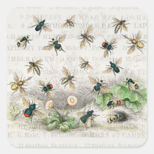 Pegatina Cuadrada Abeja Reina Entomología Botánica Vintage