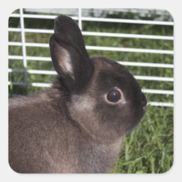 Pegatina Cuadrada Abundancia negra corta sobre hierbas verdes