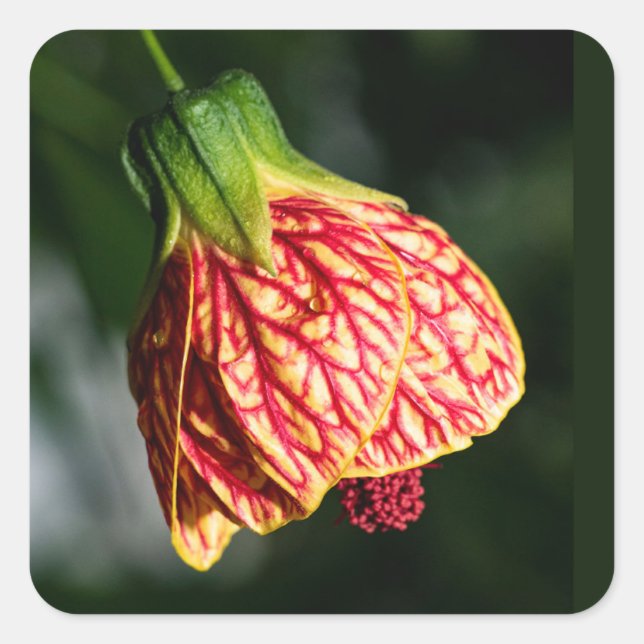 Pegatina Cuadrada Abutilon Biltmore Ballgown (Anverso)