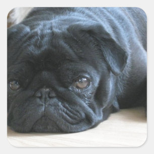 Pegatina Cuadrada Accesorios personalizados para cachorros de Pug ne