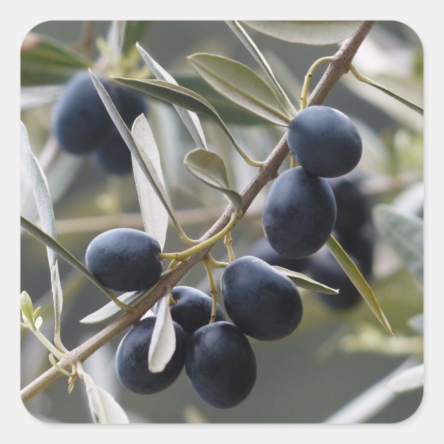Pegatina Cuadrada Aceitunas maduras en la rama de los olivos (Anverso)
