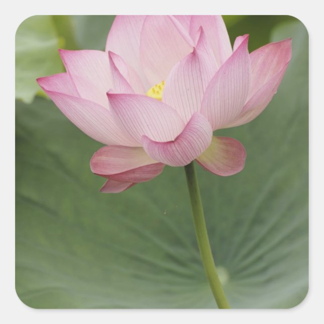 Pegatina Cuadrada Acercamiento de la flor Lotus, Nelumbo nucifera), (Anverso)