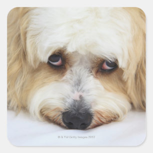 Pegatina Cuadrada acercamiento humorístico del perro de bichon frise