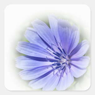 Pegatina Cuadrada achicoria azul púrpura