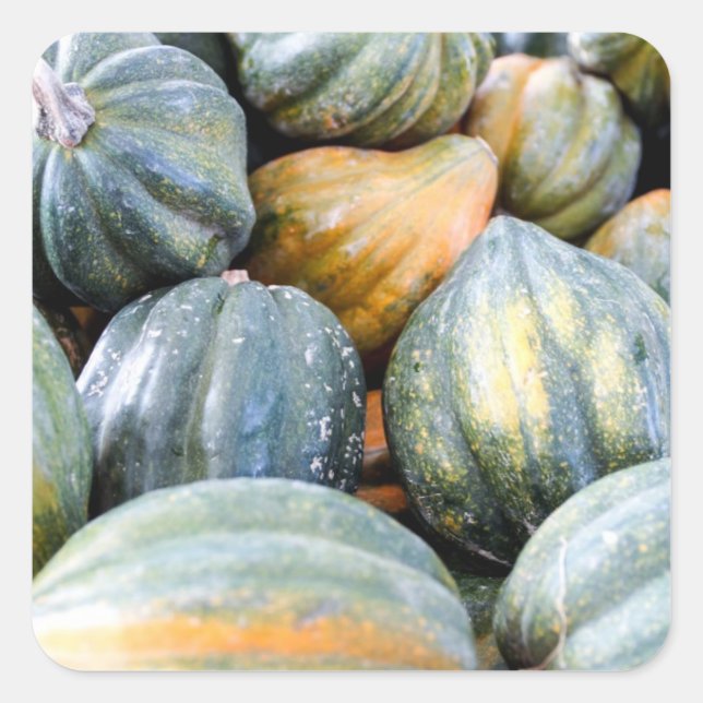 Pegatina Cuadrada Acorn Squash (Anverso)