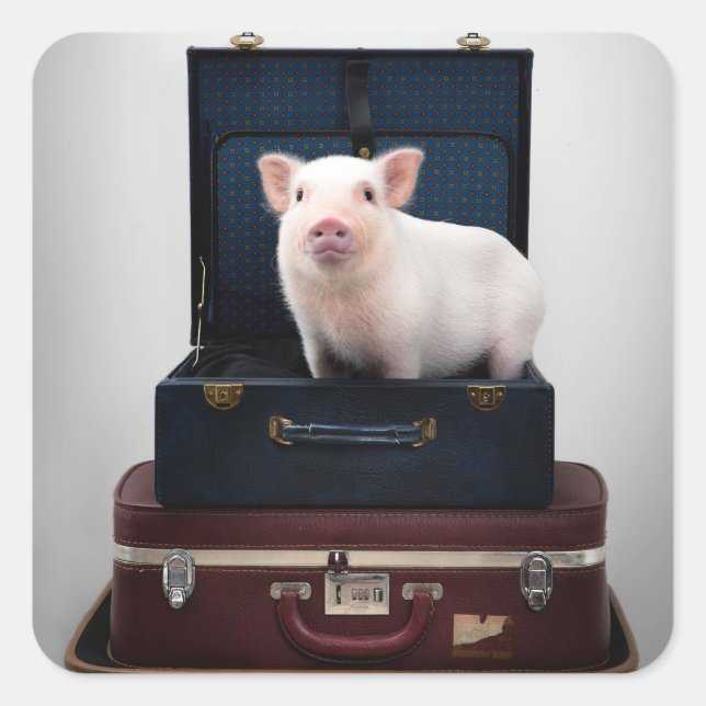 Pegatina Cuadrada Acumular Pegatinas de cerdo (Anverso)