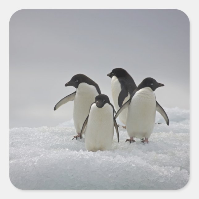 Pegatina Cuadrada Adelie Penguins en los flujos de hielo (Anverso)