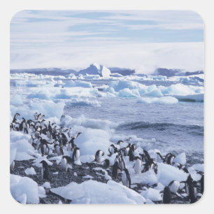 Pegatina Cuadrada Adelie Penguins Pygoscelis adeliae
